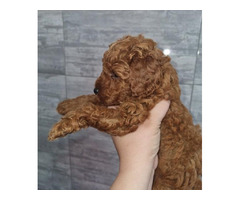 Red miniature poodle  | free-classifieds-canada.com - 3