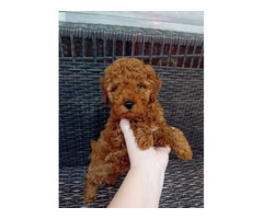 Red miniature poodle  | free-classifieds-canada.com - 4
