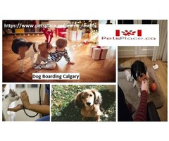 Travel without bothering your pets by Choosing Dog Boarding Calgary for them | free-classifieds-canada.com - 1