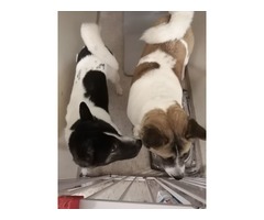 Akita Puppies for Sale | free-classifieds-canada.com - 4